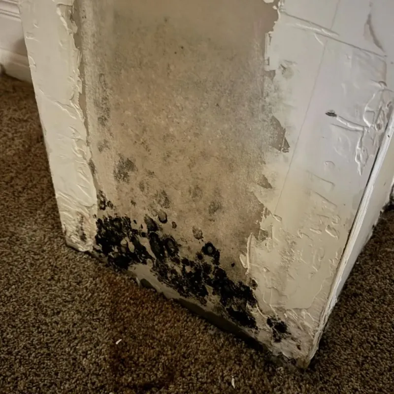 Professional Mold Removal in New Territory, TX